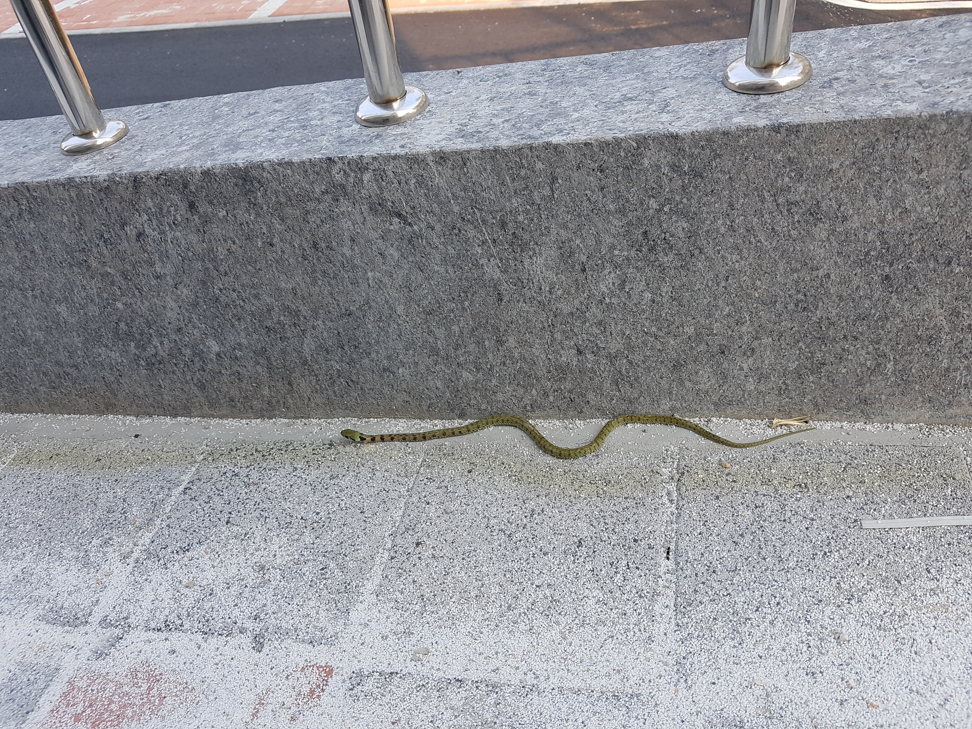 방치된 공터 관리 시급 합니다. 첨부이미지 : 1556592526846[1].jpg