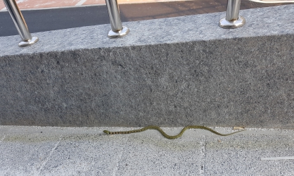 방치된 공터 관리 시급 합니다.